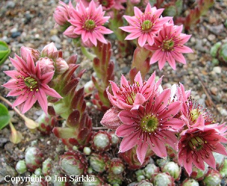 Sempervivum arachnoideum 'Rubrum'